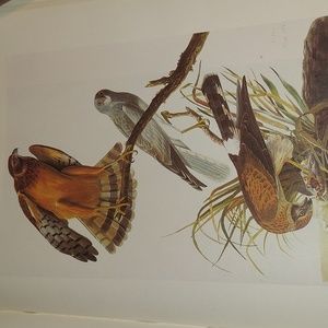 Marsh Hawk Plate 124, Red-Necked Grebe Plate 125